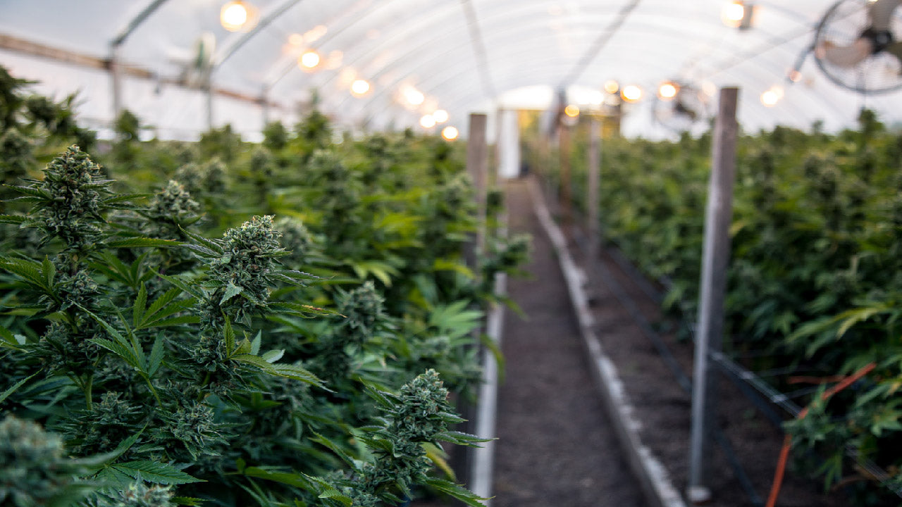 Expert Indoor Grow Space Quality Check Services