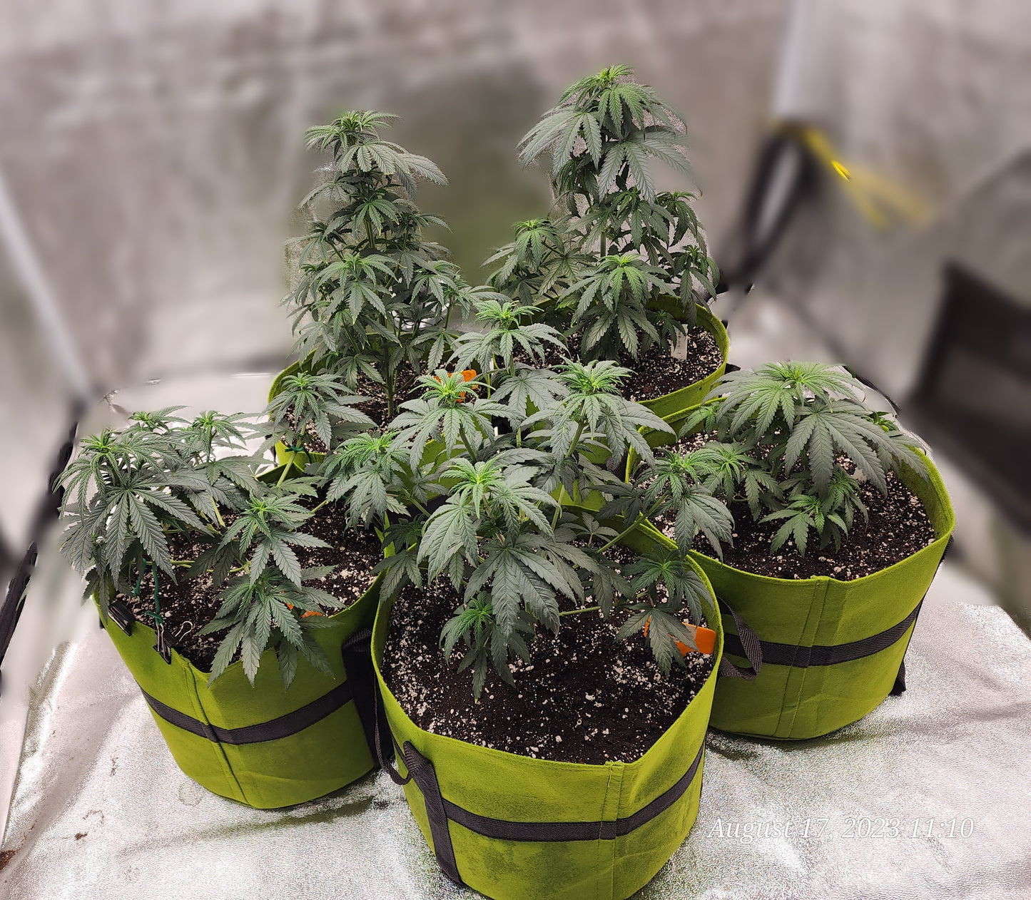 Ready to Love Hemp Clones